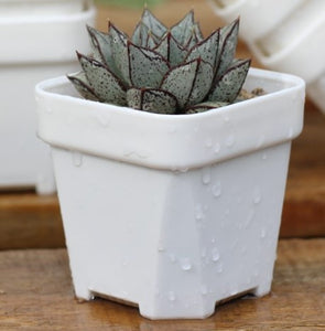 50  x Extra Thick White Square Pot For Succulents and Cactus Seedling