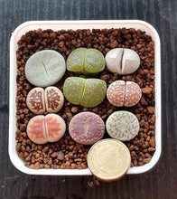Load image into Gallery viewer, Collector Package - 9 x  Living Stones Lithops Plants