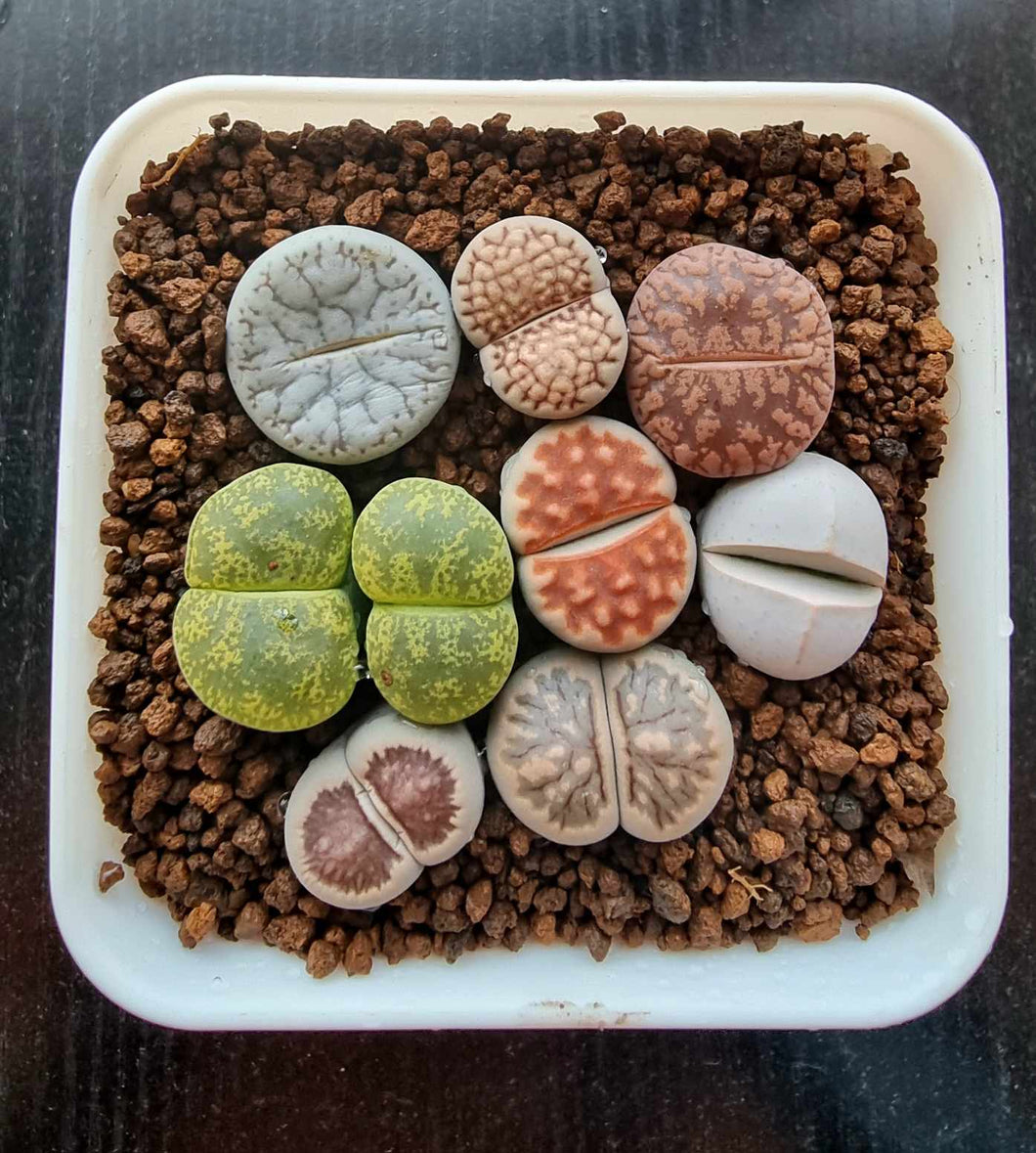 Collector Package - 9 x  Living Stones Lithops Plants