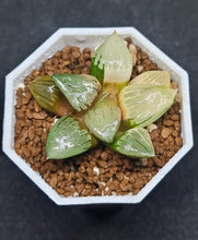 Load image into Gallery viewer, Haworthia Comptoniana Aboukyuu variegated