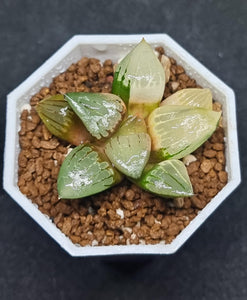 Haworthia Comptoniana Aboukyuu variegated