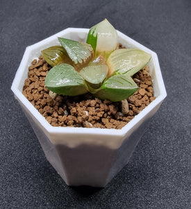 Haworthia Comptoniana Aboukyuu variegated