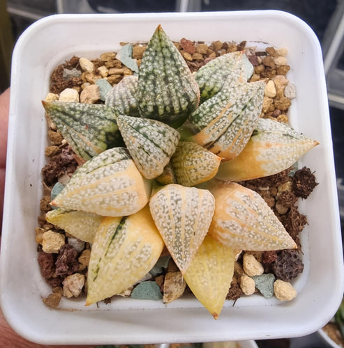 Haworthia Picta Cobra Variegated