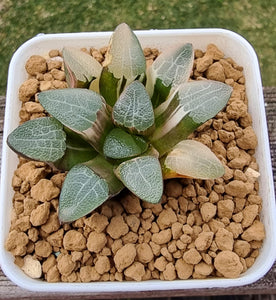 Haworthia Correcta Variegated