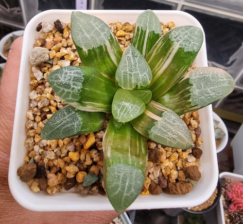 Haworthia Correcta variegated