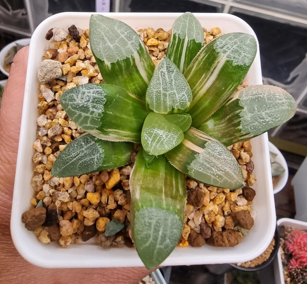 Haworthia Correcta variegated