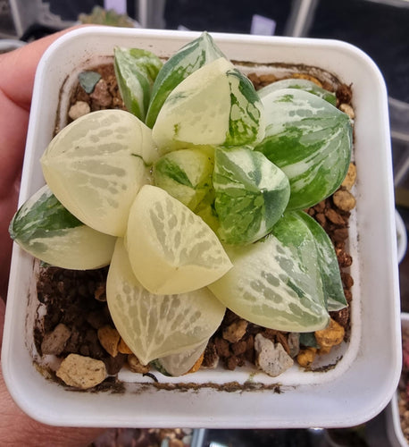 Haworthia Cuspidata variegated