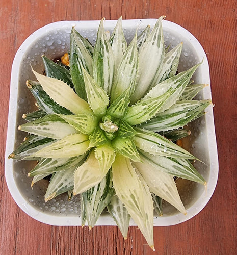 Haworthia Decipiens variegated