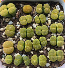 Load image into Gallery viewer, 2 x Lithop plants - Lesliei Green - 1.5cm-2cm