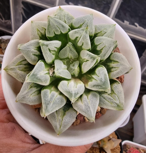 Haworthia Love Heart