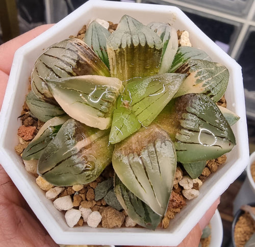 Haworthia Magnifica var Atrofusca Variegated