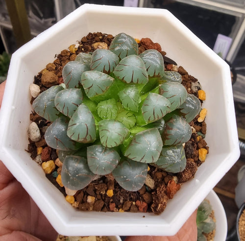 Haworthia Cooperi Mini Ice Lantern