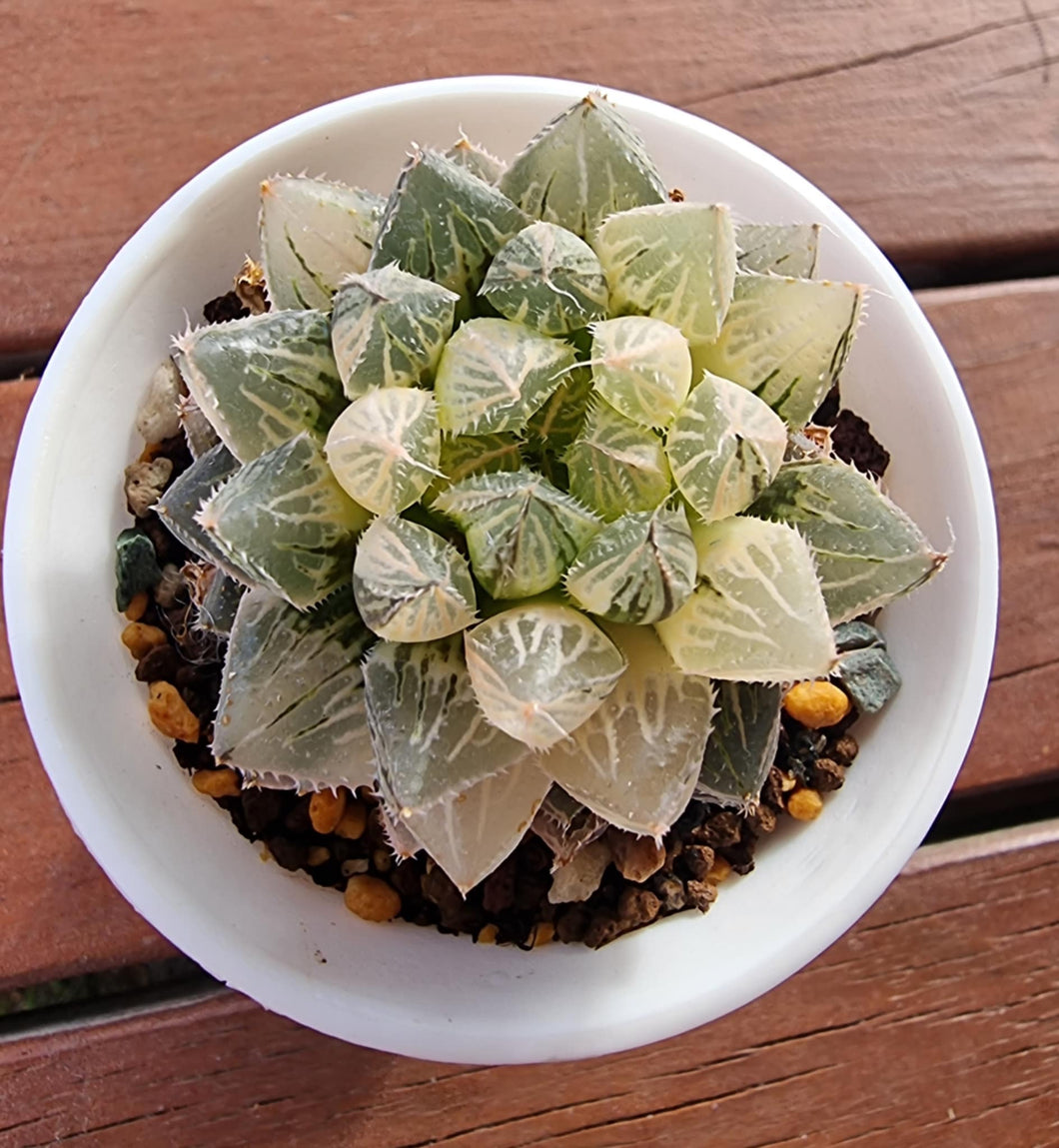 Haworthia Cooperi Mirror Ball Variegated