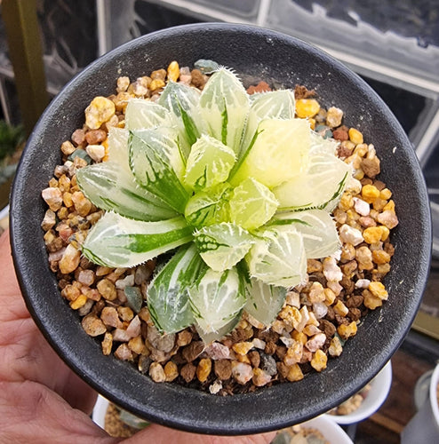 Haworthia Cooperi Mirror Ball Variegated