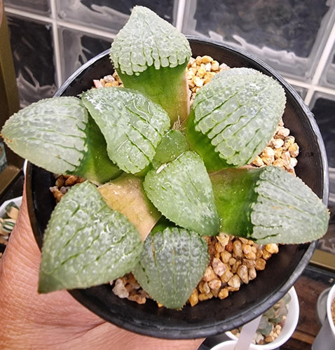 Haworthia Mirror of the Sky