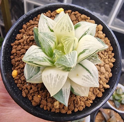 Haworthia Mutica Variegated