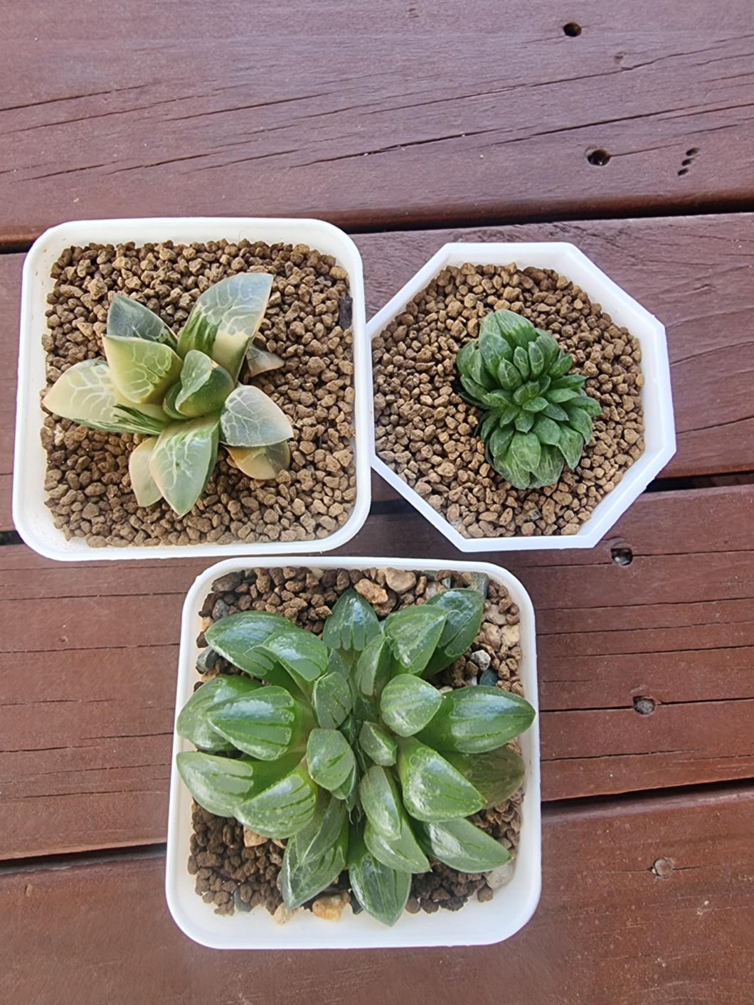 3 plants - Special order