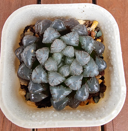 Haworthia Cooperi OB Ice Lantern