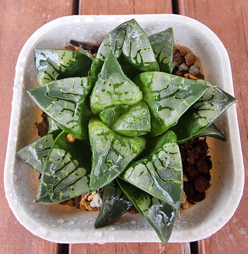 Haworthia Comptoniana 