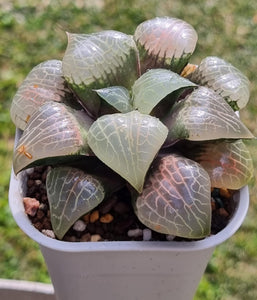 Haworthia Plant - Comptoniana "Pink Glass"