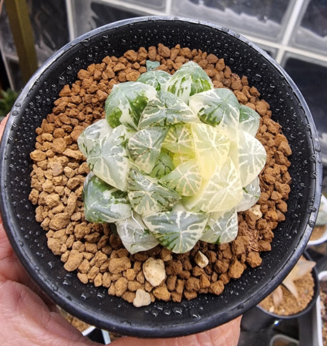 Haworthia Cooperi Plastic Skin variegated