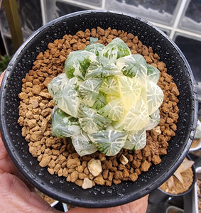 Haworthia Cooperi Plastic Skin variegated