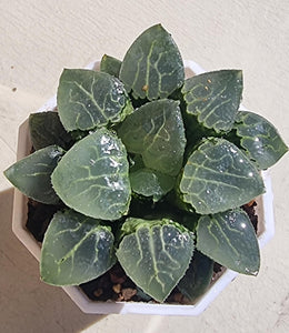 Haworthia Correcta ‘Shimikage’