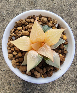 Haworthia Plant - Badia ”Shuten Douji" Variegated