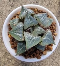 Load image into Gallery viewer, Haworthia Plant - Badia “ Shuten Douji&quot; --- Young plant