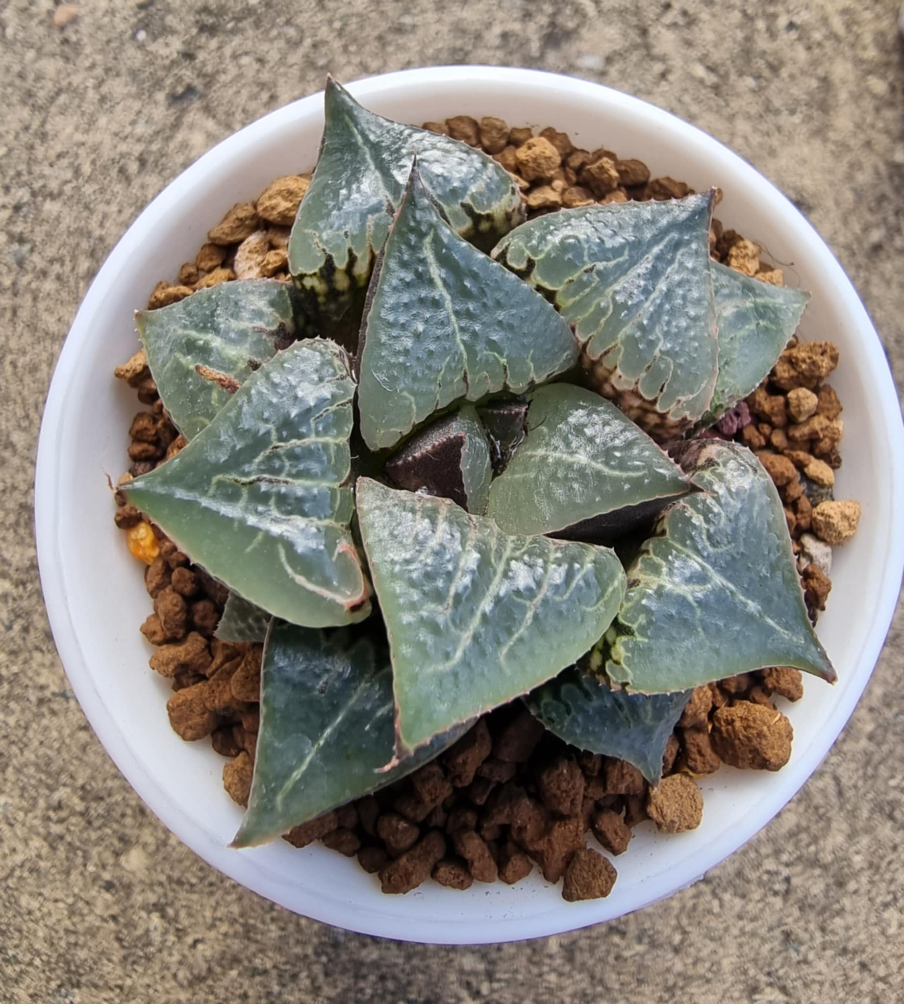 Haworthia badia 'Shutendouji' popular