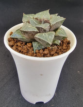 Load image into Gallery viewer, Haworthia Plant - Badia “ Shuten Douji&quot; --- Young plant