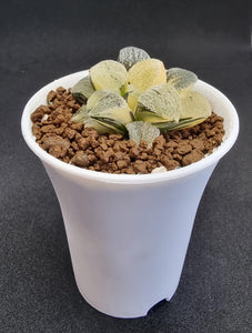 Haworthia Plant - Pygmaea var "Yukinosato" Variegated