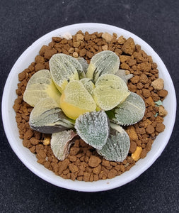 Haworthia Plant - Pygmaea var "Yukinosato" Variegated