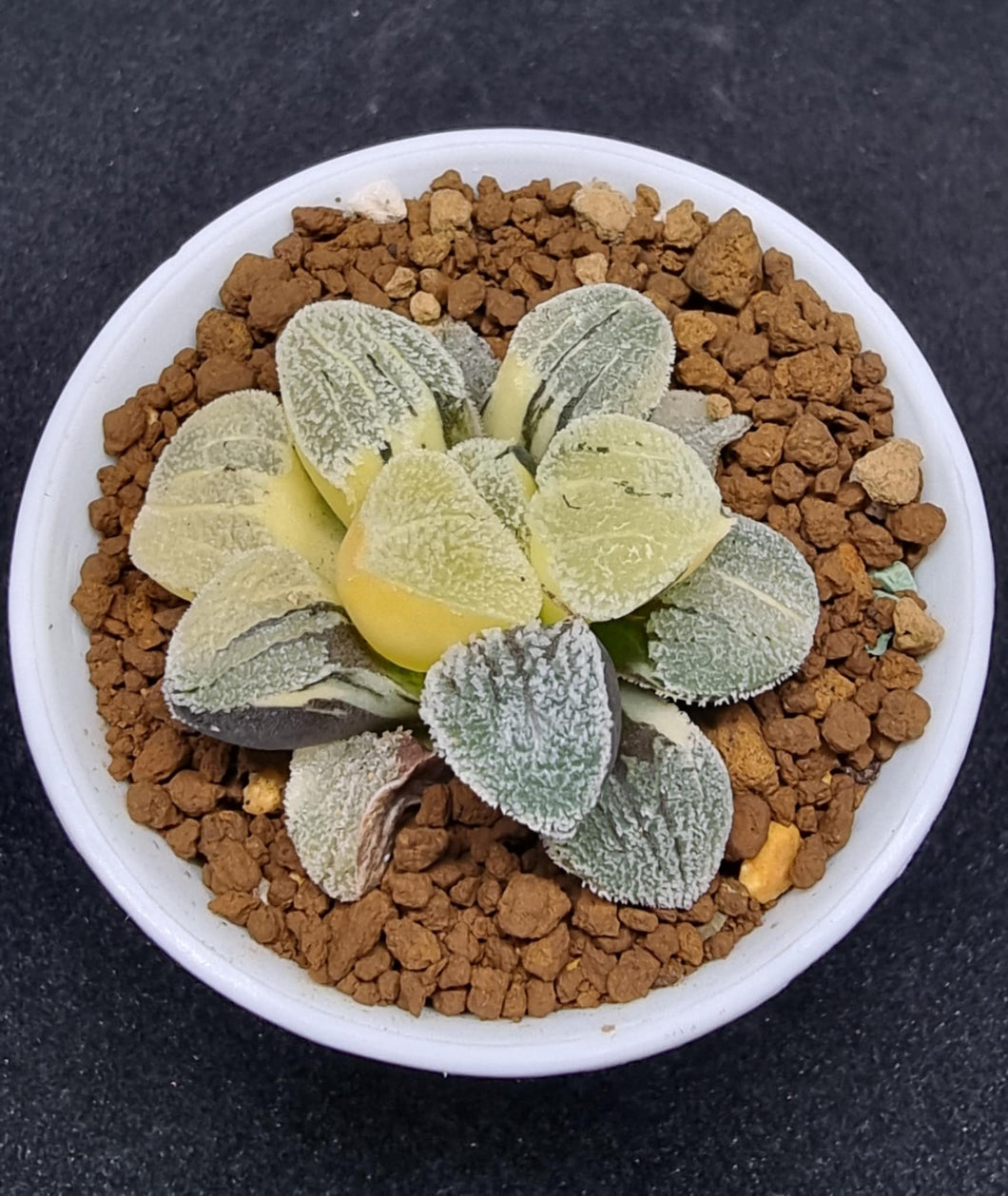 Haworthia Plant - Pygmaea var 