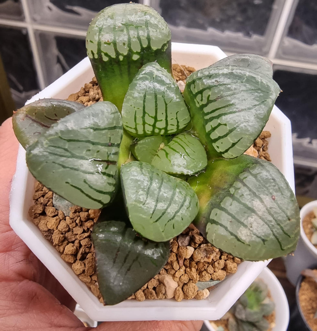 Haworthia Springbokvlakensis 'Suisho Makai'