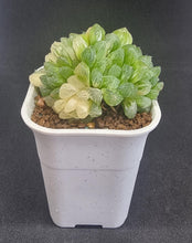 Load image into Gallery viewer, Haworthia Obtusa &quot;Suzhou&quot; Variegated (Cluster)