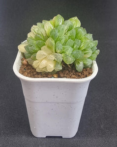 Haworthia Obtusa "Suzhou" Variegated (Cluster)