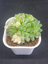 Load image into Gallery viewer, Haworthia Obtusa &quot;Suzhou&quot; Variegated (Cluster)