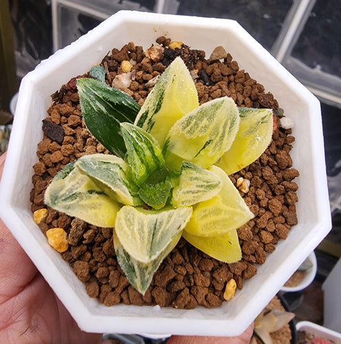 Haworthia Pygmaea Tiger Variegated