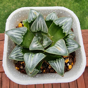 Haworthia Mutica " White Widow"