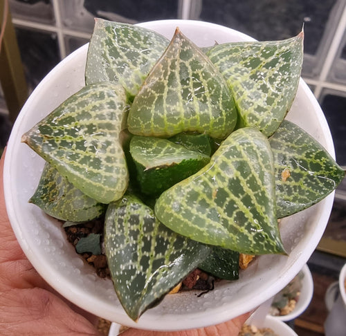 Haworthia Comptoniana 