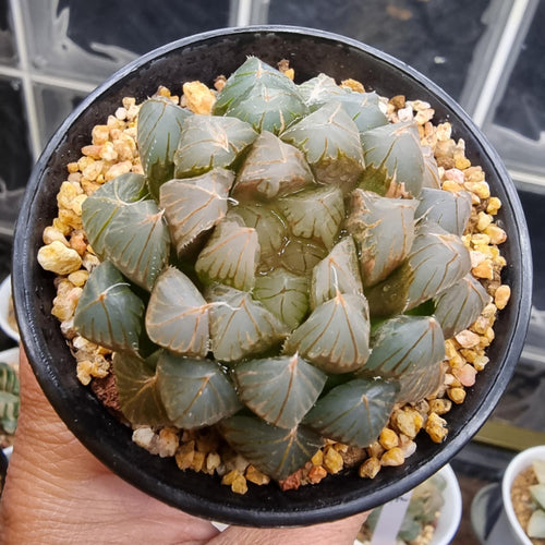 Haworthia Yamada Black