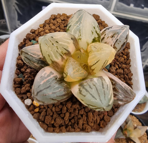 Haworthia Yutan Variegated