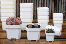 Load image into Gallery viewer, 50  x Extra Thick White Square Pot For Succulents and Cactus Seedling
