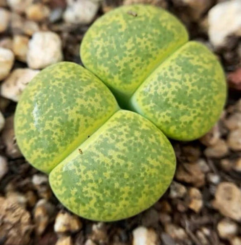 2 x Lithop plants - Lesliei Green - 1.5cm-2cm