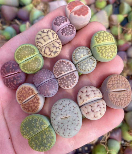 Set of 4 mix colour lithop plants Split Rocks Living Stones 1.5-2cm