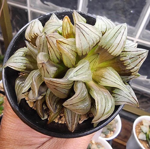 Haworthia Watermelon cluster