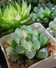 Load image into Gallery viewer, 14 x  Off White Plastic Haworthia Succulent Pots - Free postage