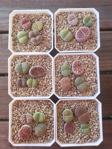 Set of 4 mix colour lithop plants Split Rocks Living Stones 1.5-2cm