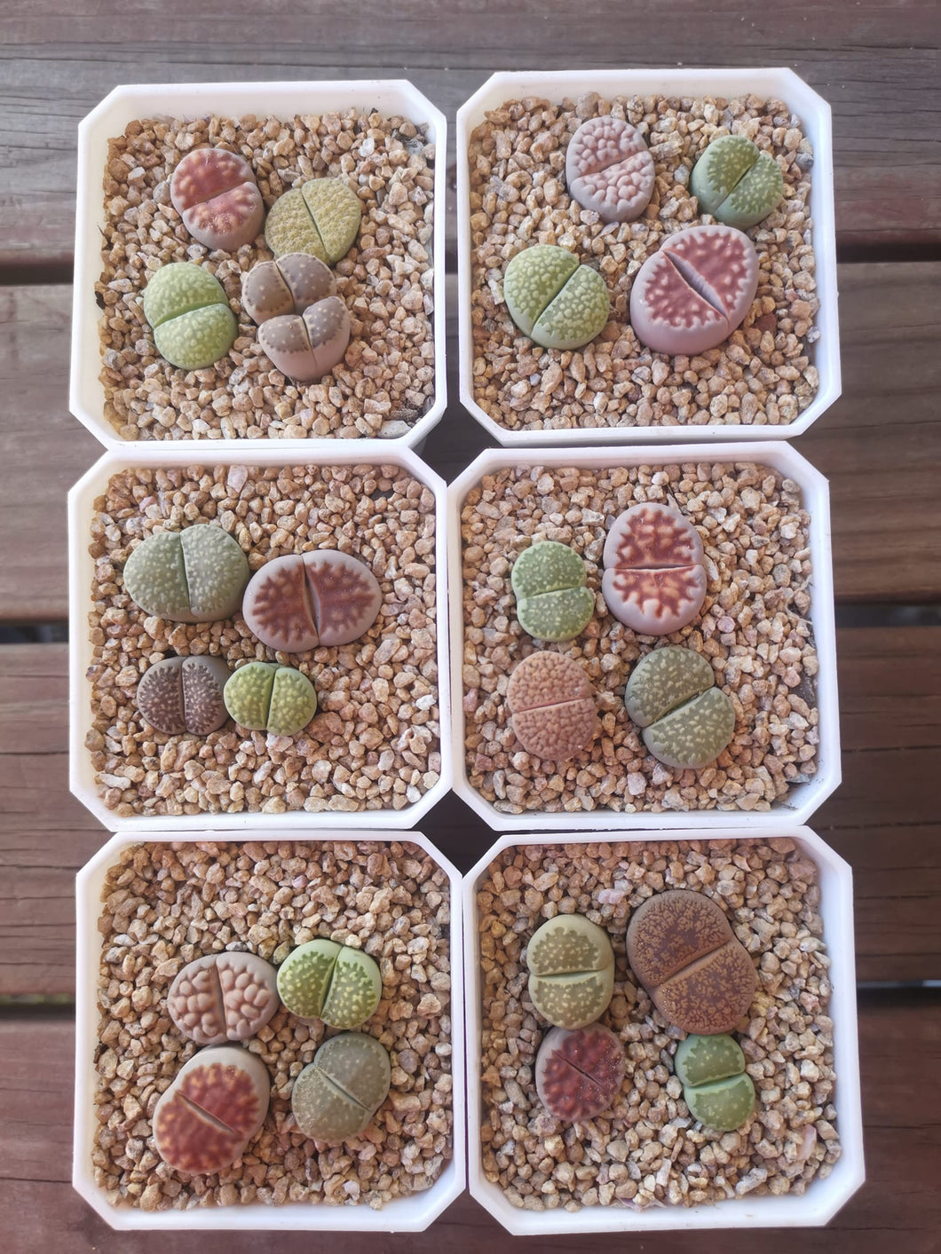 Set of 4 lithops Split Rocks Living Stones